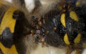 Mites infesting a german worker wasp - they may help control feral wasps.