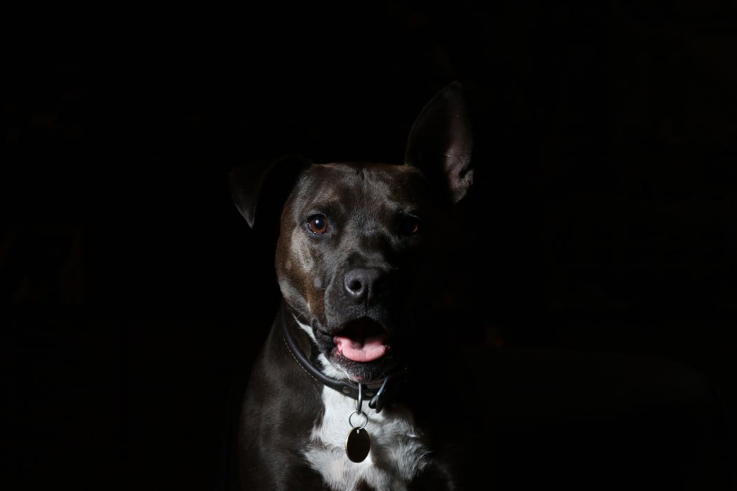 Animals (and pet breeders) behaving badly | RNZ