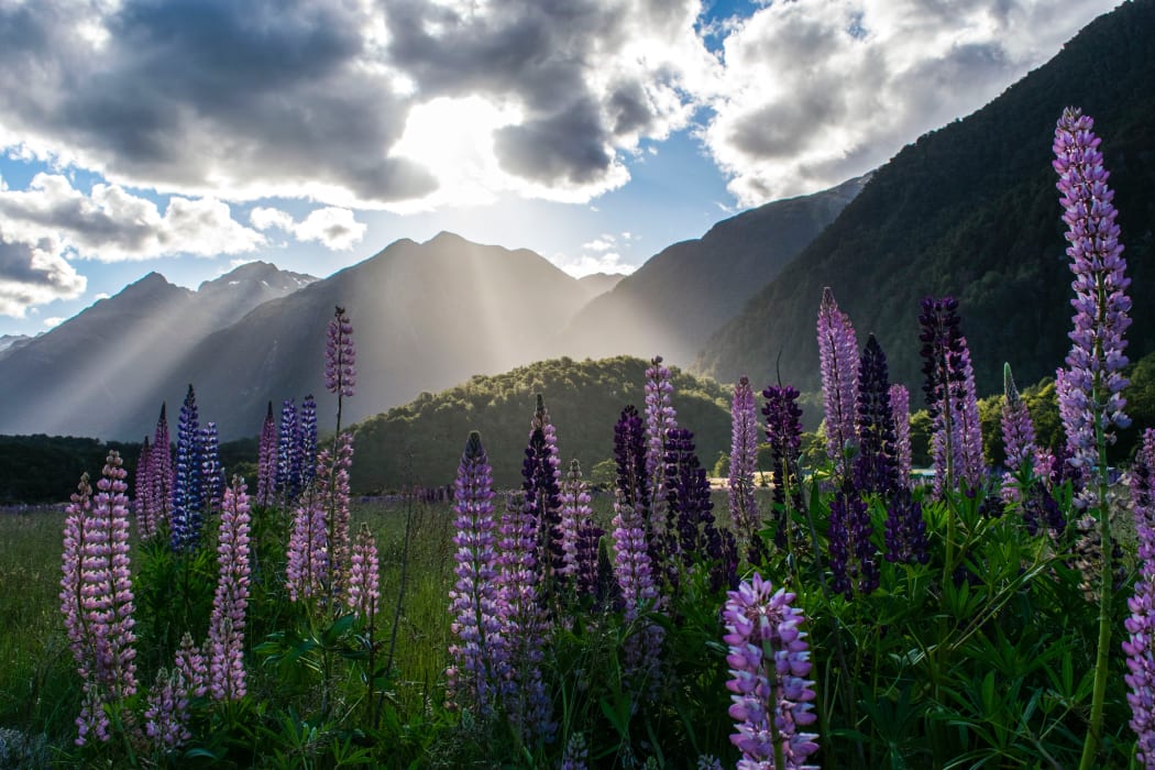 Lupins at Milford Sound