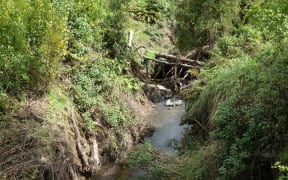 Debris building up in stream near Twin Bridges in Mangakahia Valley