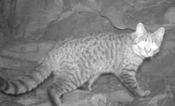 The feral cat is a wanted animal in Australia.
