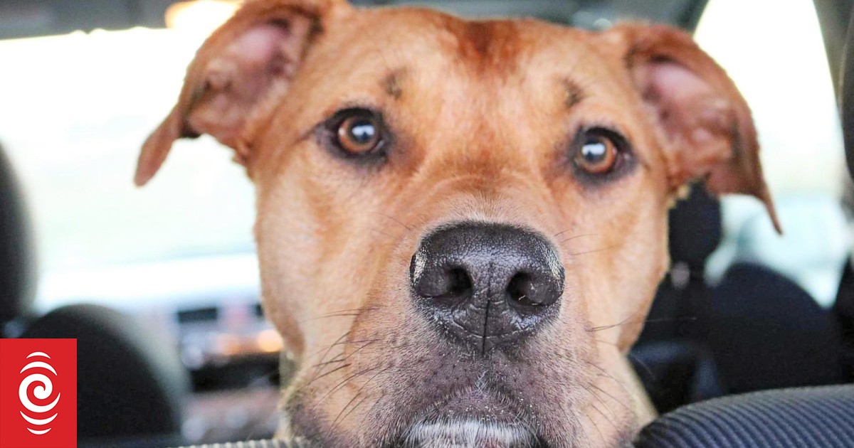 'Tired' animal control officer killed Gisborne dog Sarge, inquiry finds - Vimarsana News