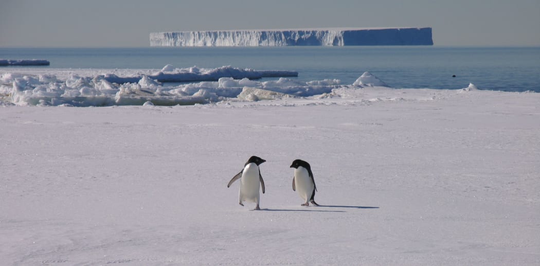 These Adelie penguins will travel north during winter, but Antarctica teems with tiny wildlife - midges, springtails, water bears and wheel animals - that stay put all year round and whose life cycles are finely tuned to the extreme environment.