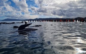 Pilot whales being refloated from the base of Farewell Spit in Golden Bay on Monday 22 February.