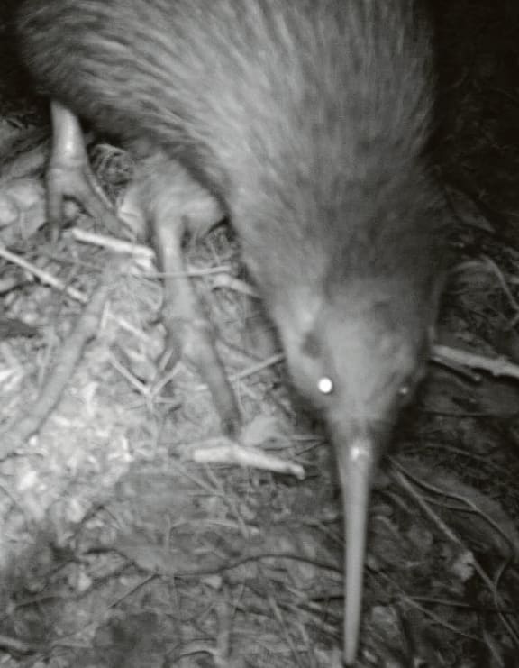 December 4/processed - Adult male kiwi Whiuwhiu caught on nest cam