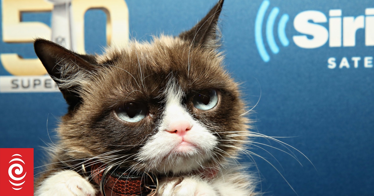 Grumpy Cat Awarded $710,000 In Copyright Infringement Suit : The Two-Way :  NPR