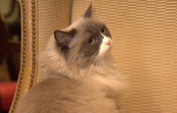 Matilda, one of Manhattan's most celebrated cats.