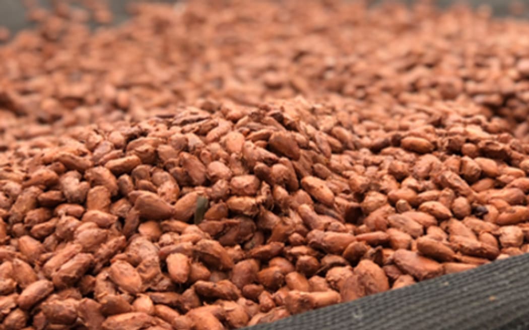 Cacao beans freshly laid out from being fermented, now to be sun dried.