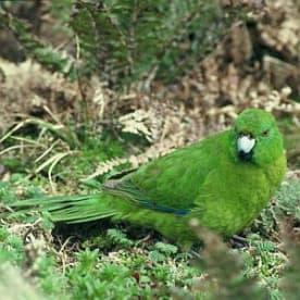 Photo for Antipodes Island parakeet