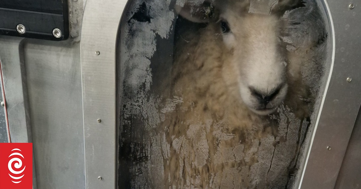 Un mouton de chambre se rend en Angleterre pour mesurer le méthane