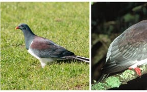 The Chatham Island pigeon