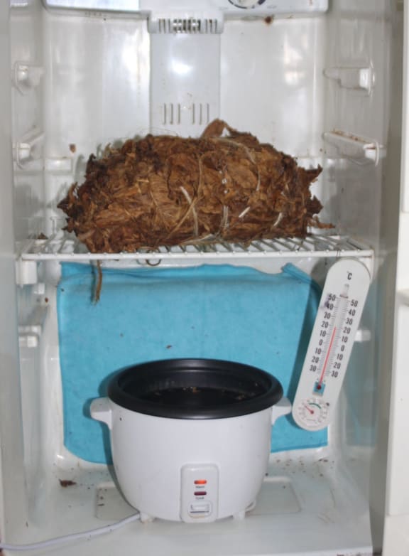 Tobacco being fermented at home using a rice cooker and an old fridge.