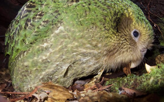Kākāpō chick Nora-1-A has just been diagnosed with severe aspergillosis, which causes fungal pneumonia and led to the death of her foster mother, Huhana.