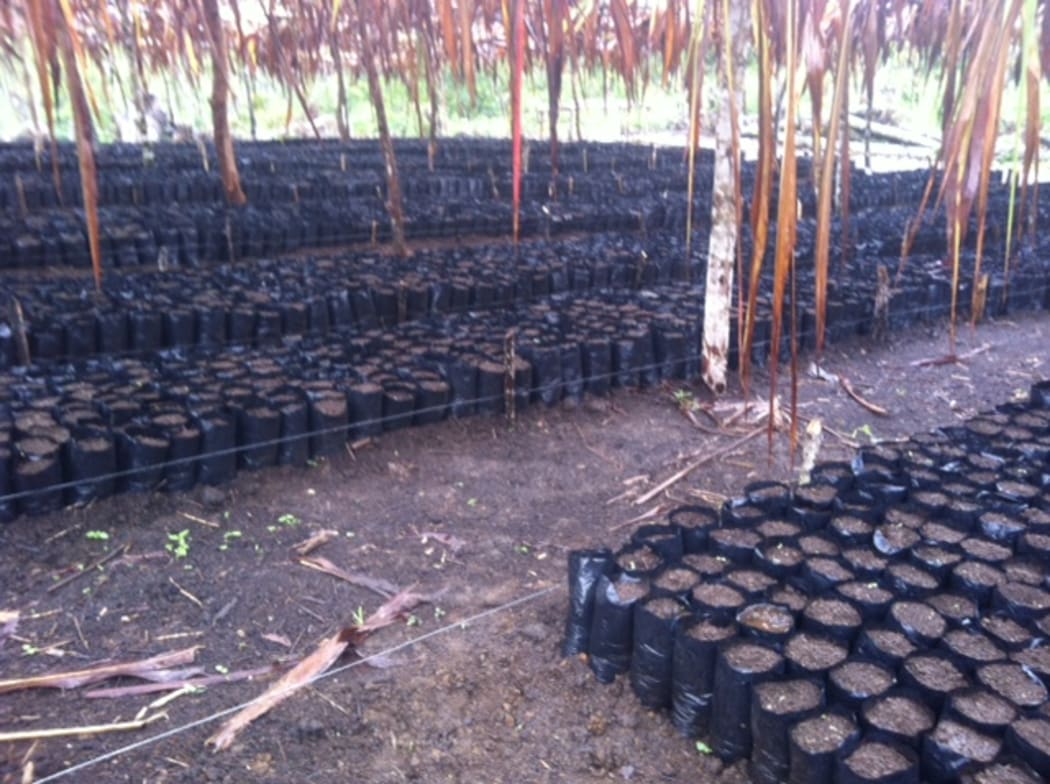 coffee plants being propagated in PNG Highlands