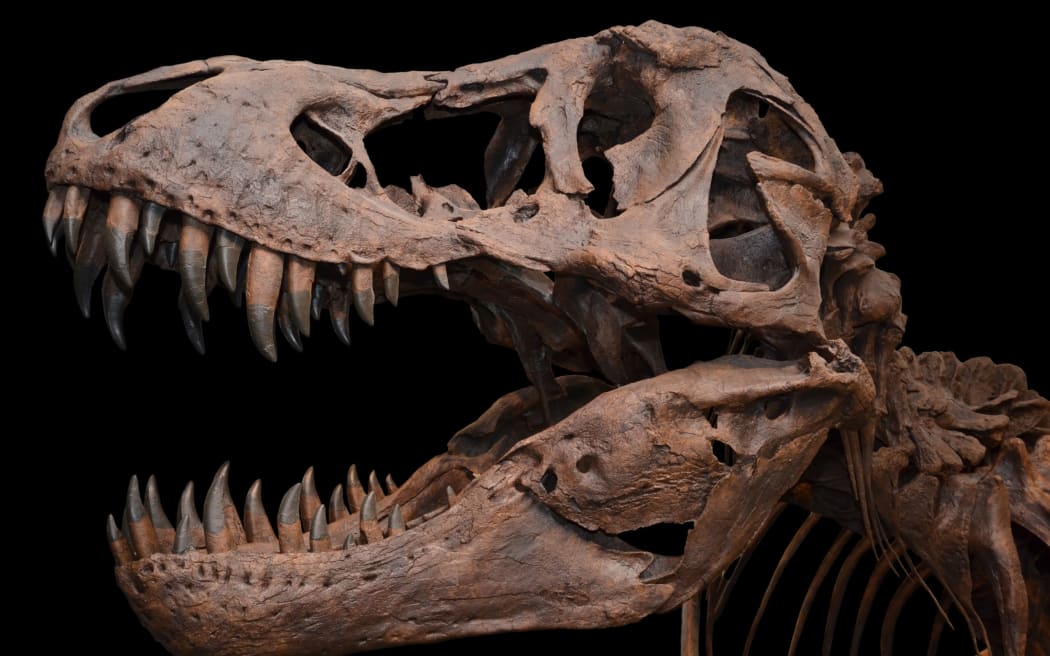 Barbara the T-rex will be displayed at Auckland Museum from 2 December 2022 until the end of 2023.