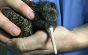 A kiwi chick was born at the National Kiwi Hatchery at Rainbow Springs in Rotorua on 1 January 2019.