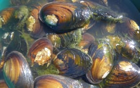 Freshwater mussel