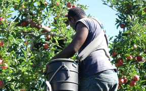 A man from Vanuatu works in a Hawke's Bay orchard under the Recognised Seasonal Employer scheme.