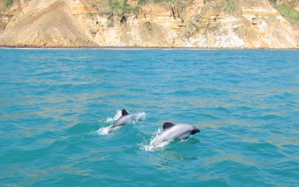 Māui dolphins off Awhitu Peninsula