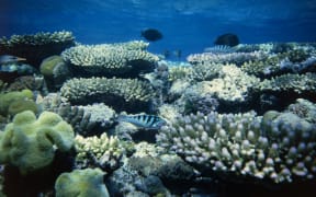 The Great Barrier Reef is the world's largest coral structure and home to rich marine life.