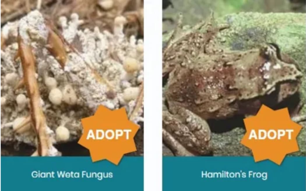 The weta fungus and hamilton's frog are two of the Endangered Species Foundation's picks for Christmas 'gifts' this year, in the form of sponsorship