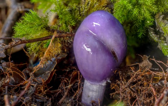 4ma9bch cortinarius porphyroideus tif
