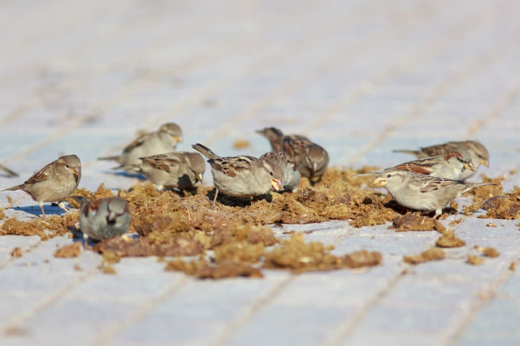 Sparrows eating bread