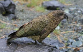 DoC is investigating reports kea in Nelson have been shot.