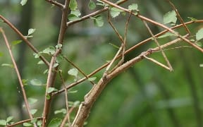 The Horrid Stick Insect