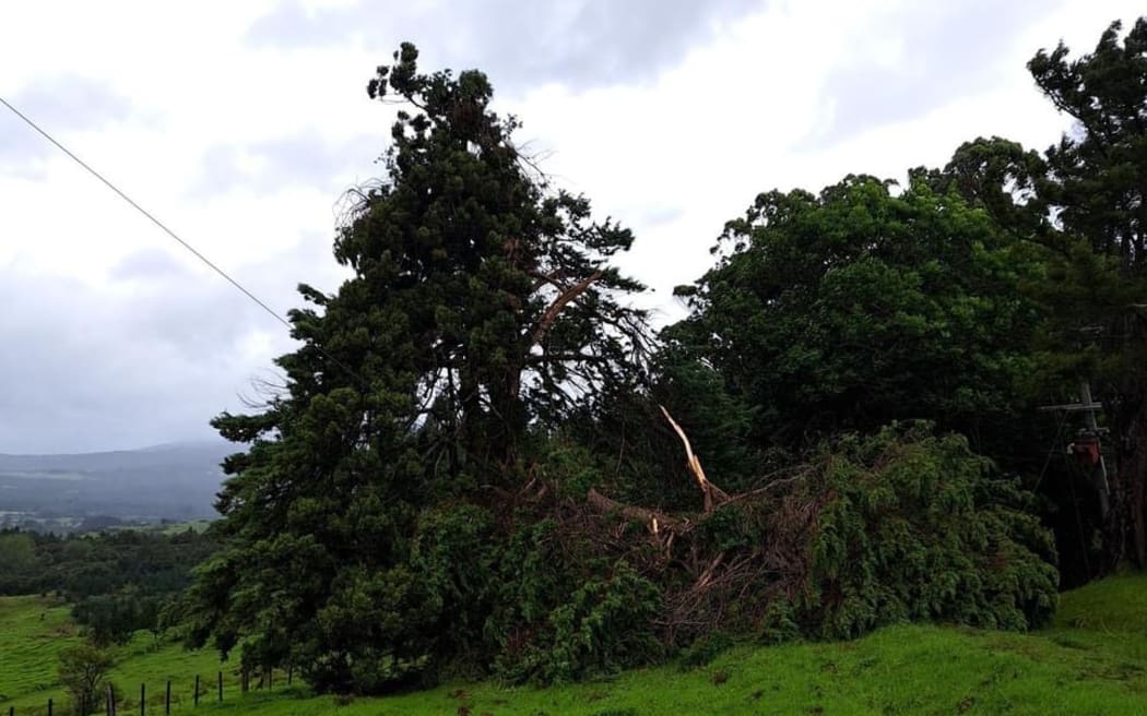 Cyclone Gabrielle is causing havoc in the Far North, downing trees and powerlines. Photos by Top Energy NZ