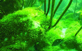 Bright green invasive caulerpa seaweed.