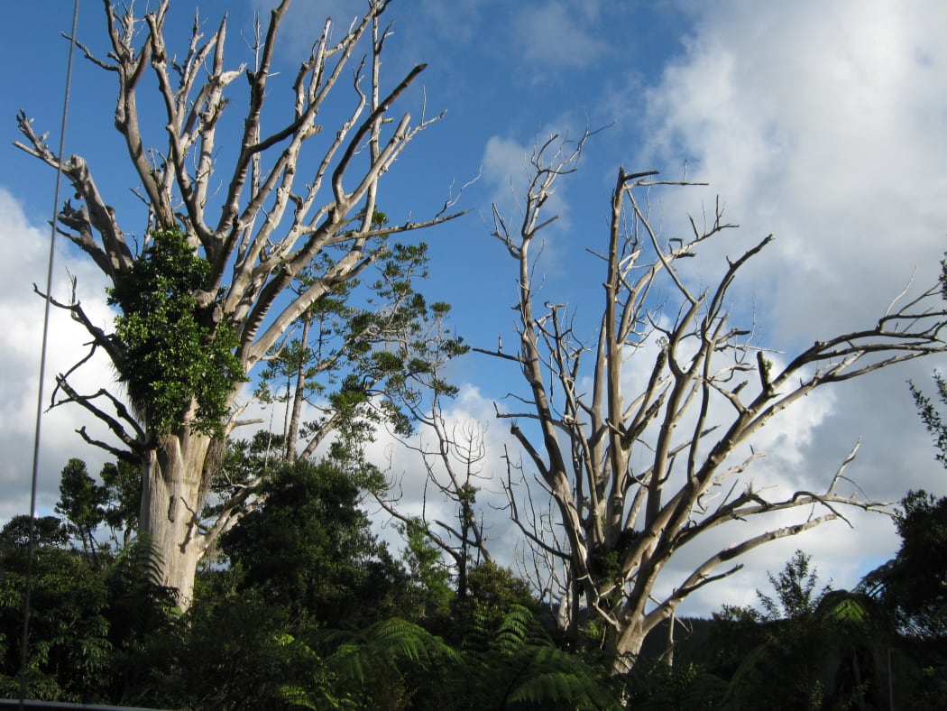 Kauri dieback treatment depends on the right dose RNZ News