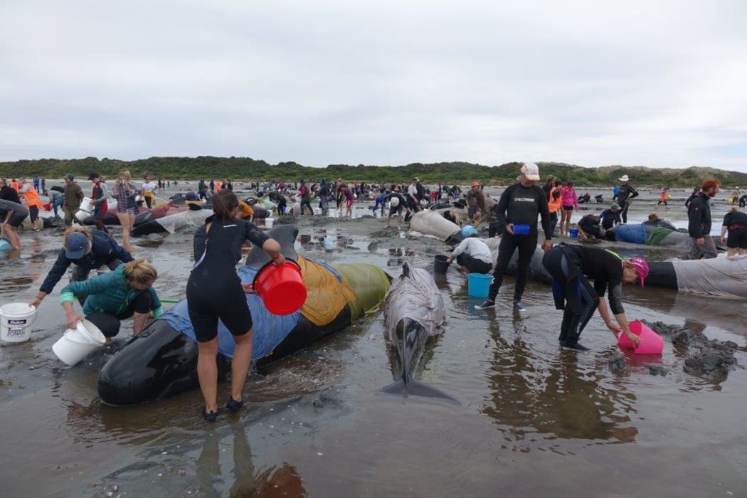 Hundreds of volunteers have been working since early yesterday to keep the stranded whales alive and re-float them.