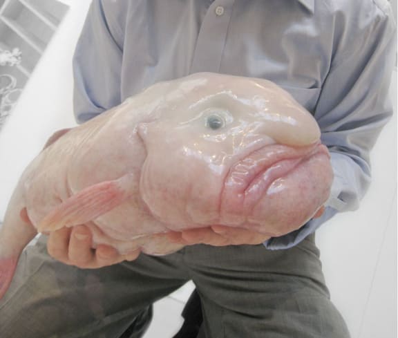 Critter of the Week: The Blobfish