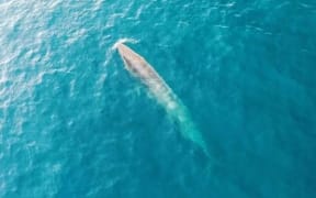 Brydle's whales, as captured in footage taken from an AUT drone.