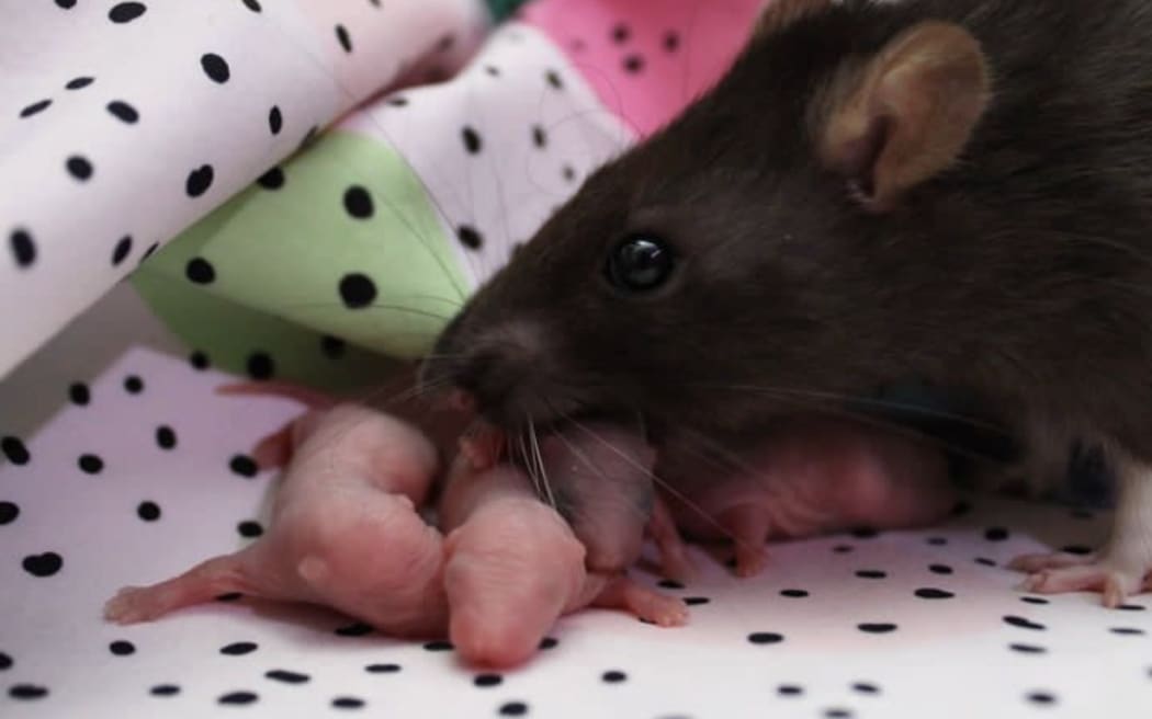 一只老鼠和刚出生的小老鼠。