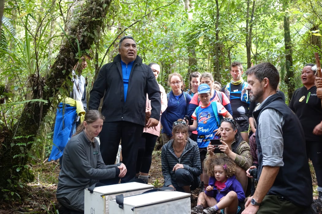 Ngāti Rereahu iwi member Tutahanga Tepu blesses the first robin before they are released.