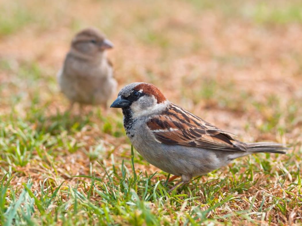 A pair of sparrows on grass (file photo)