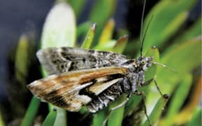 Female avatar moth