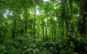 Tropical Rainforest Landscape, Amazon