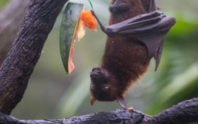 Fruit bat also known as flying fox with big leather wings hanging upside and down eating juicy orange and watermelon.