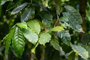 Leaves of Coffea stenophylla, highland coffee or Sierra Leone coffee, family:	Rubiaceae, native region: West Africa