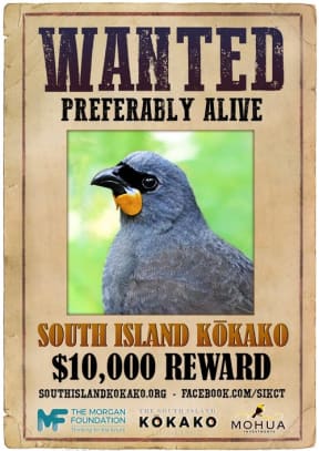 South Island Kokako wanted poster.
