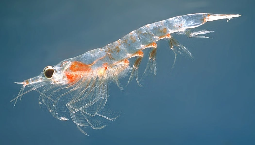 Krill, a common type of plankton