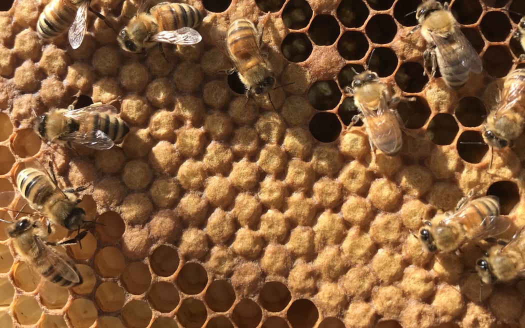 A close up of cells in a beehive showing some open with larvae in them, and some covered over with wax. Honey bees gather on the surface of the hexagonal cells.