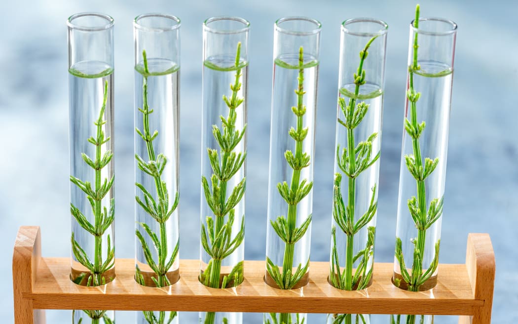 Gmo
GMO : samplings of genetically modified plants growing inside test tubes.
CHASSENET / BSIP via AFP