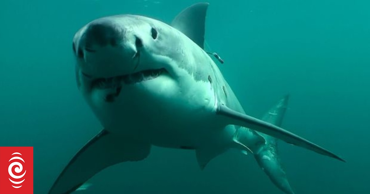 Shark shreds man's wetsuit from stomach to legs in lucky escape - Vimarsana News