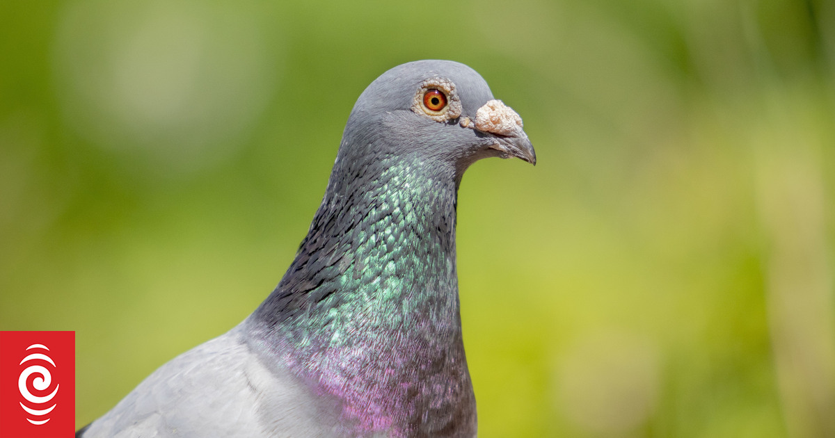 Lost homing pigeon Bob back in the UK after American adventure | RNZ News