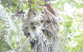 German wasp nest in an area of native bush at Hamurana