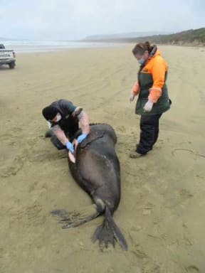A local vet performs the necropsy on the slain sea lion at Tautuku Beach in Southland.